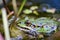 Big green frog lurking in a pond for insects like bees and flies in close-up-view and macro shot shows motionless amphibian