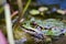 Big green frog lurking in a pond for insects like bees and flies in close-up-view and macro shot shows motionless amphibian