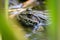 Big green frog lurking in a pond for insects like bees and flies in close-up-view and macro shot shows motionless amphibian