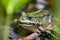 Big green frog lurking in a pond for insects like bees and flies in close-up-view and macro shot shows motionless amphibian