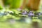 Big green frog lurking in a pond for insects like bees and flies in close-up-view and macro shot shows motionless amphibian with b