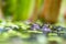 Big green frog lurking in a pond for insects like bees and flies in close-up-view and macro shot shows motionless amphibian with b