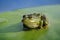 Big green frog sitting on a green leaf lily