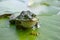 Big green frog sitting on a green leaf lily