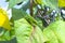 Big green grasshopper in bean foliage