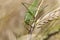 Big green Grasshopper on the Corn Spike, Macro View