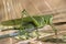 Big green Grasshopper on the Corn Spike, Macro View