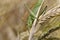 Big green Grasshopper on the Corn Spike, Macro View