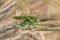 Big green Grasshopper on the Corn Spike, Macro View