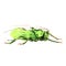 Big green grasshopper isolated, watercolor illustration on white