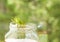 Big green grasshopper sitting on glass jar