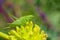 Big green grasshopper sitting on wild flower