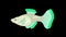 Big Green Guppy Aquarium Fish Alpha Matte looped