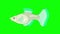 Big Green Guppy Aquarium Fish Chroma Key looped