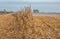 Big green harvester in the field on a sunny day mowing ripe, dry corn. Autumn harvest. The work of agricultural machinery