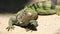 Big Green iguana on ground.