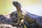 Big green Iguana standing on lava rocks in Grand Cayman Islands