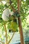 A big green jackfruit on a tree, next to a fruit, tied into a bag. Tropic Fruits