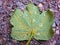 Big green leaf on a gravel treking path during raining