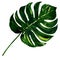 Big green leaf of Monstera plant, isolated on