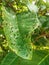 big green leaves with natural splotches decoration in a village in Indonesia 3