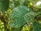 big green leaves with natural splotches decoration in a village in Indonesia 5