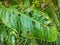 big green leaves with natural splotches decoration in a village in Indonesia 9