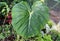 The big green leaves of Philodendron Dean McDowell