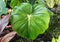 The big green leaves of Philodendron Dean McDowell, a popular tropical plant