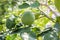 Big green lemon growing on the lemon tree. Grapefruit on the tree. Grapefruit,â€‹ Pomelo nameâ€‹ Big white grapefruit varieties