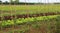 big green lettuce and radicchio in large vegetable garden