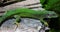 Big Green Lizard