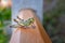 Big green locust on a wooden railing. Grasshopper macro photo.