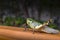 Big green locust on a wooden railing. Grasshopper macro photo side view.