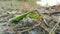 Big green mantis walking slow motion video