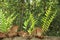 Big green Oakleaf fern, basket fern Drynaria quercifolia growing on the wall, Thailand, South east Asia