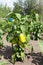 Big green peppers ripening on a branch in beautiful rows of bushes.