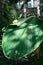 Big green pin stripe leaf of calathea marantaceae from brazil