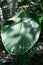 Big green pin stripe leaf of calathea marantaceae from brazil