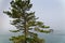 Big green pine tree is in front of the foggy blue sea.