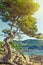 Big green pine tree on the seaside cliff. Summer landscape. Cost