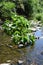 big green plants in river Lieser