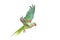 Big green ringed or Alexandrine parakeet on white