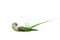 Big green ringed or Alexandrine parakeet on white