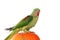 Big green ringed or Alexandrine parrot