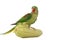 Big green ringed or Alexandrine parrot