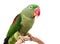 Big green ringed or Alexandrine parrot