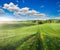 Big green rye field