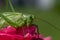 Big green saber grasshopper sits on a rose and eats