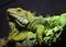 Big green scaly Iguana basking on a tree branch